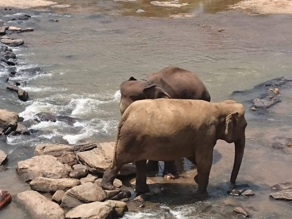 Two wild elephants at a shallow river crossing